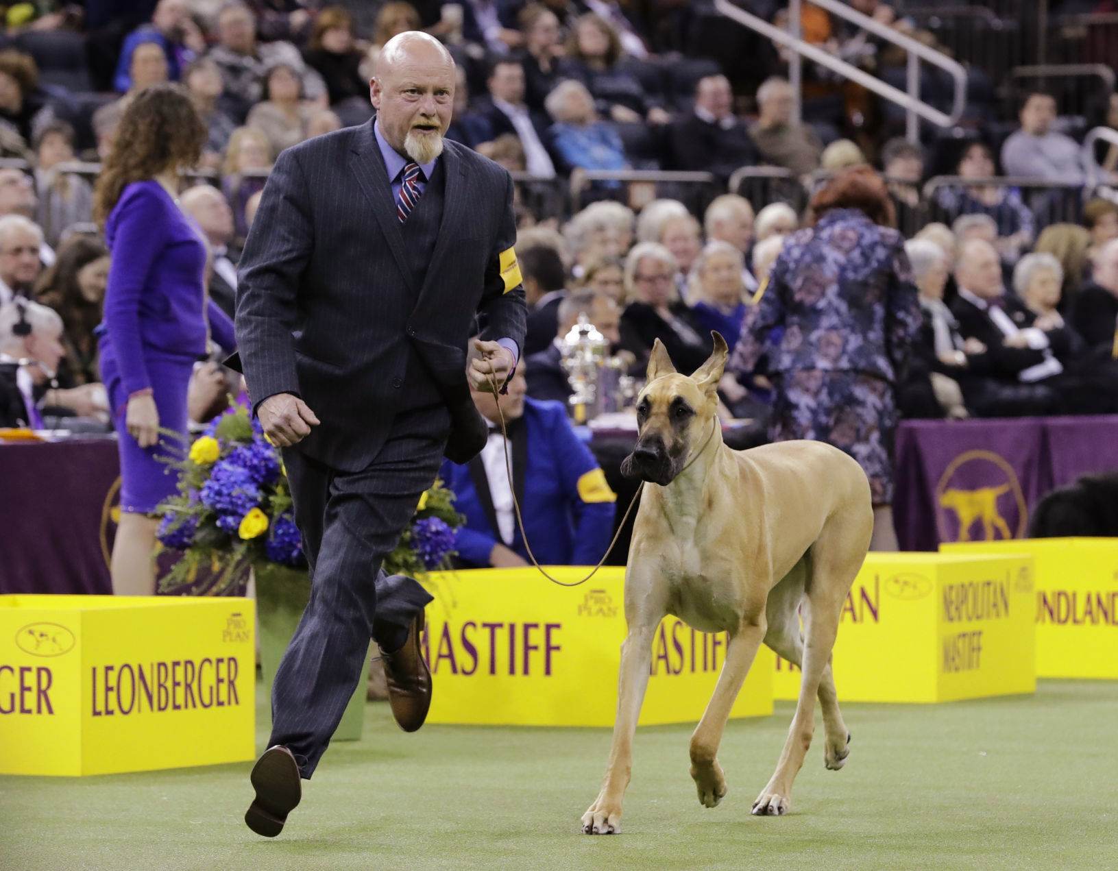 Westminster Dog Show